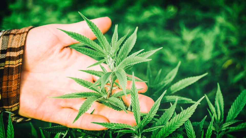 Quelle est la différence entre le chanvre et le CBD ?